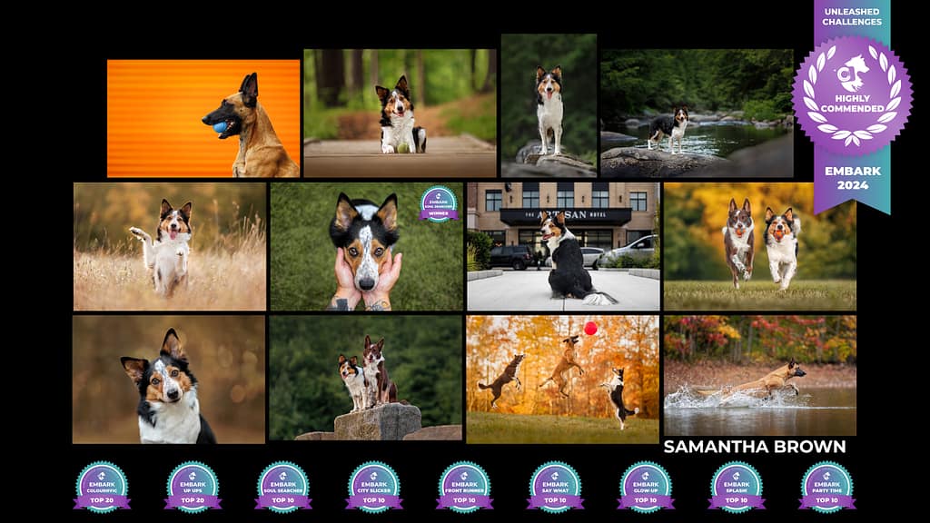 My final portfolio for Embark 2024.