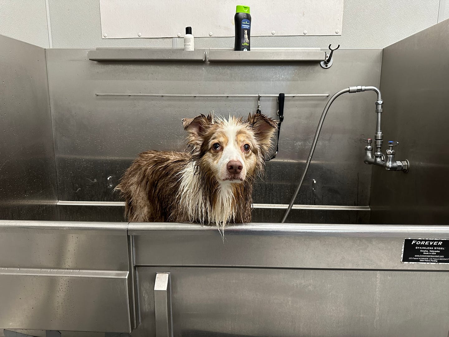 Australian Shepherd dog getting bathed in a groomer's tub
