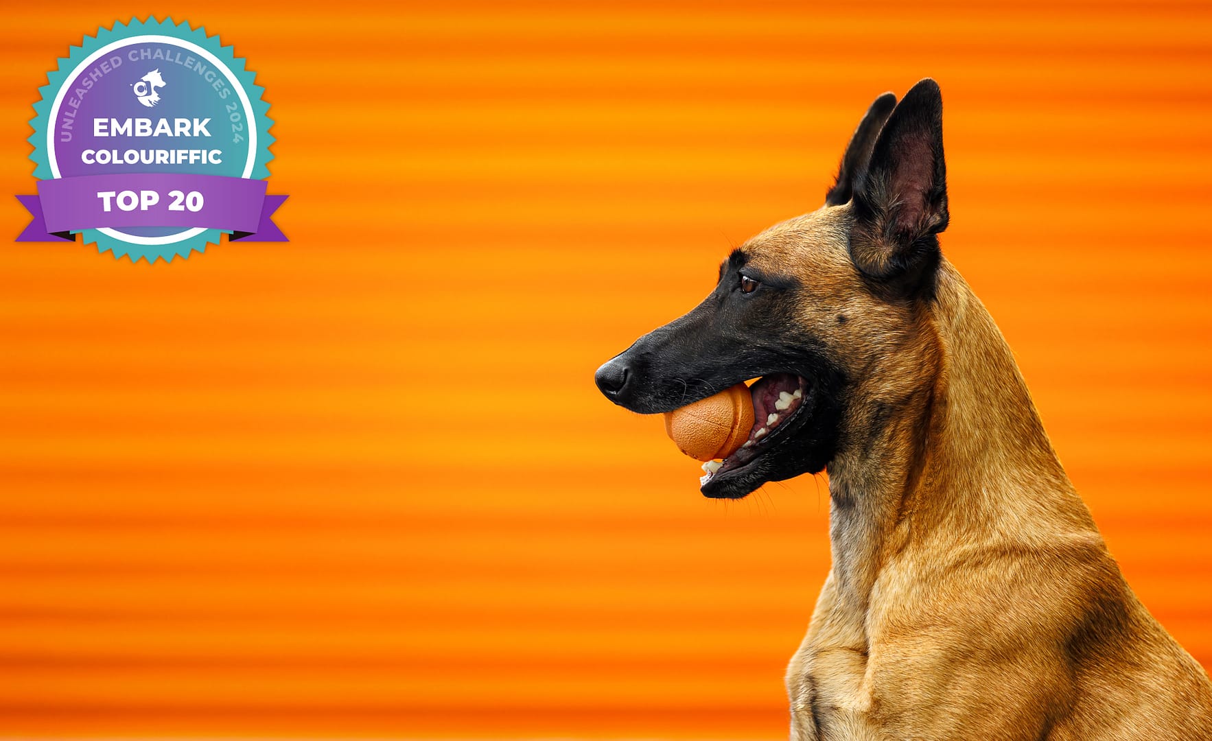 Belgian Malinois sitting in front of an orange storage unit with an orange ball in their mouth.