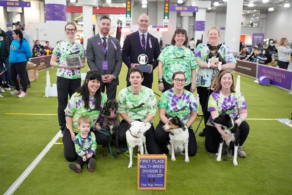 Ready, Set, Ruckus! Multi Breed Division 2 Winners at the Inaugural Westminster Flyball Tournament in 2025